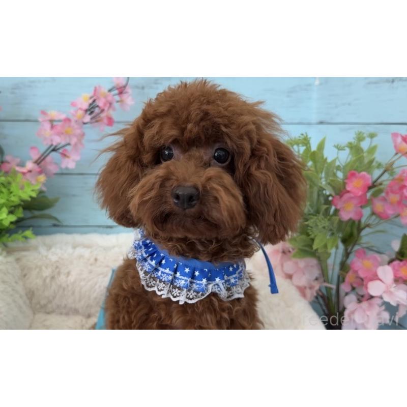 成約済の埼玉県のタイニープードル-423505の5枚目