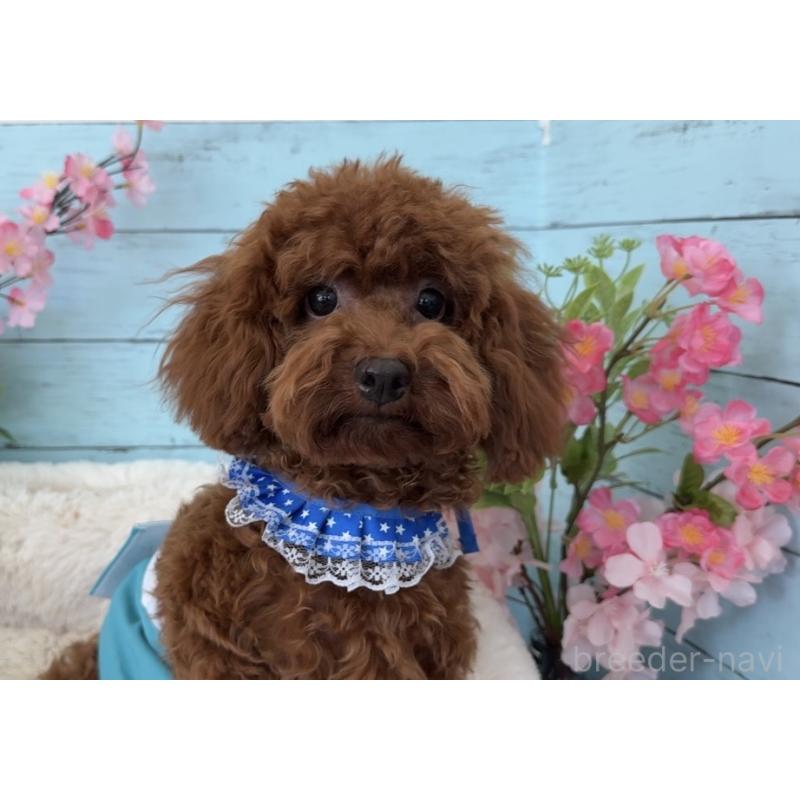 成約済の埼玉県のタイニープードル-423505の4枚目