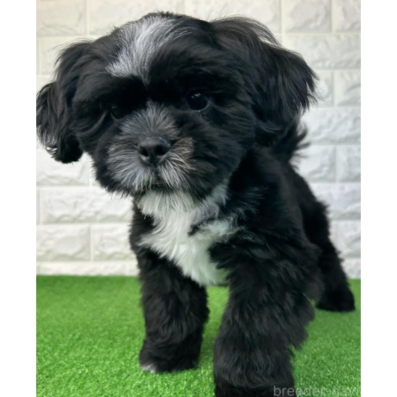 販売中の大阪府のシーズー-442438の12枚目