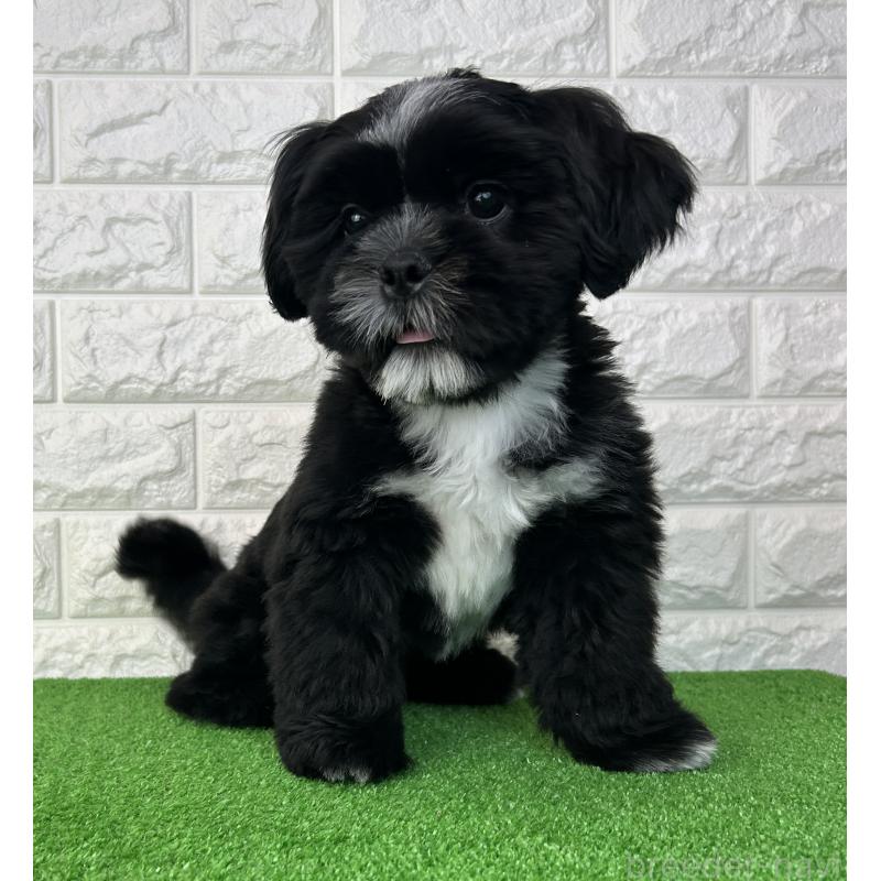 販売中の大阪府のシーズー-442438の11枚目