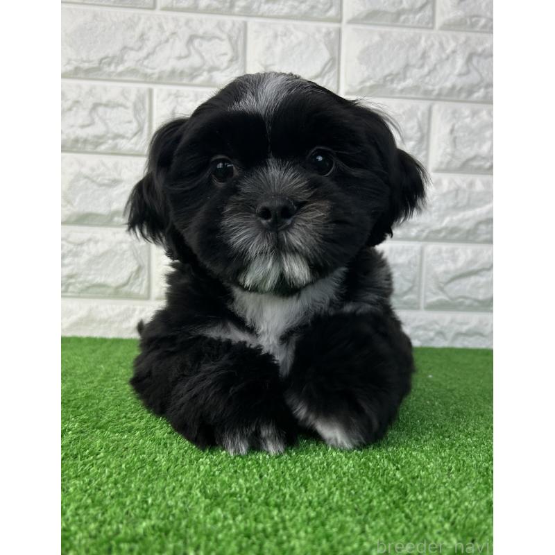 販売中の大阪府のシーズー-442438の10枚目