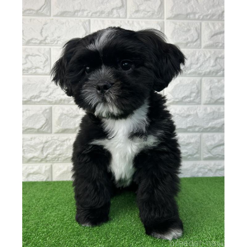 販売中の大阪府のシーズー-442438の9枚目