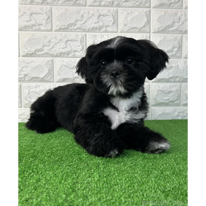 販売中の大阪府のシーズー-442438の8枚目