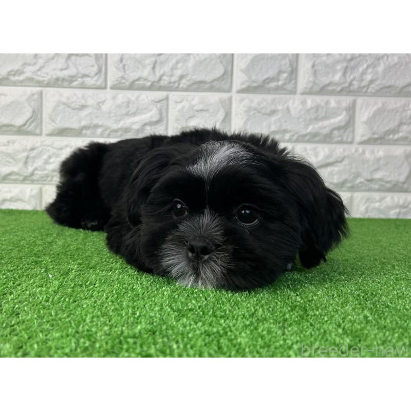 販売中の大阪府のシーズー-442438の7枚目