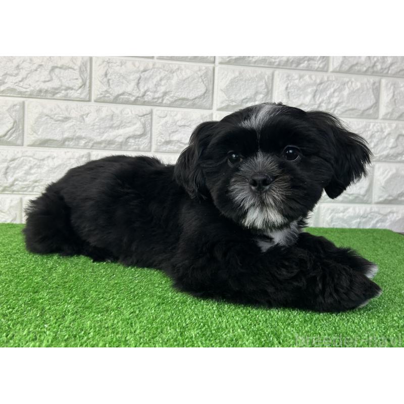 販売中の大阪府のシーズー-442438の6枚目