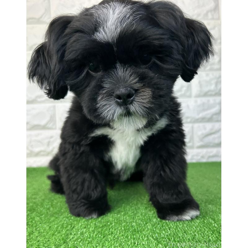 販売中の大阪府のシーズー-442438の5枚目