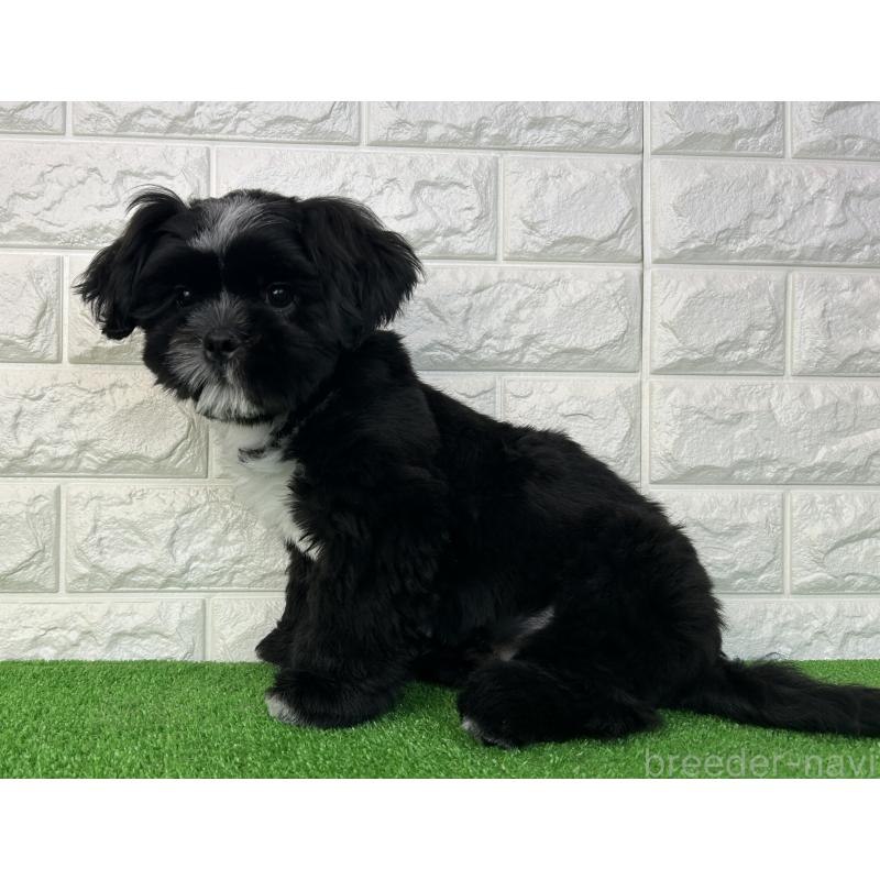 販売中の大阪府のシーズー-442438の4枚目