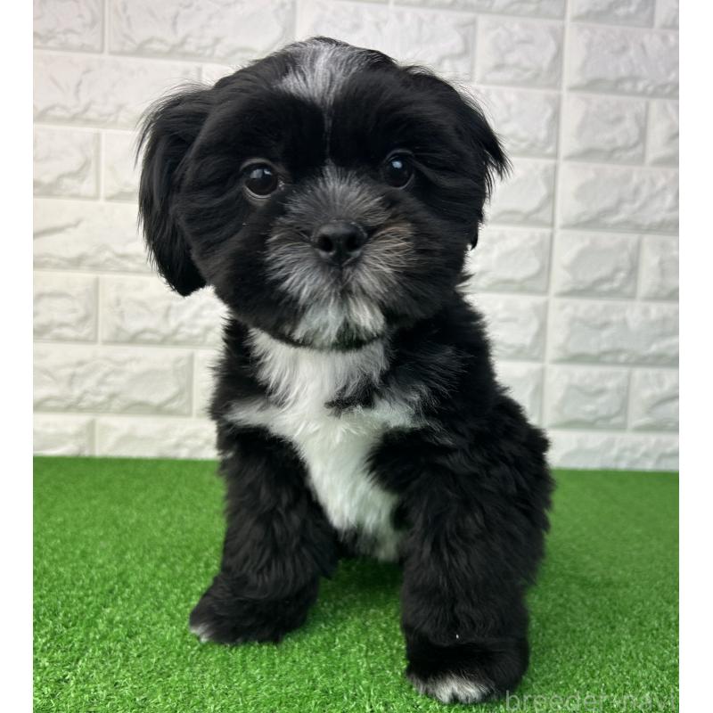 販売中の大阪府のシーズー-442438の3枚目