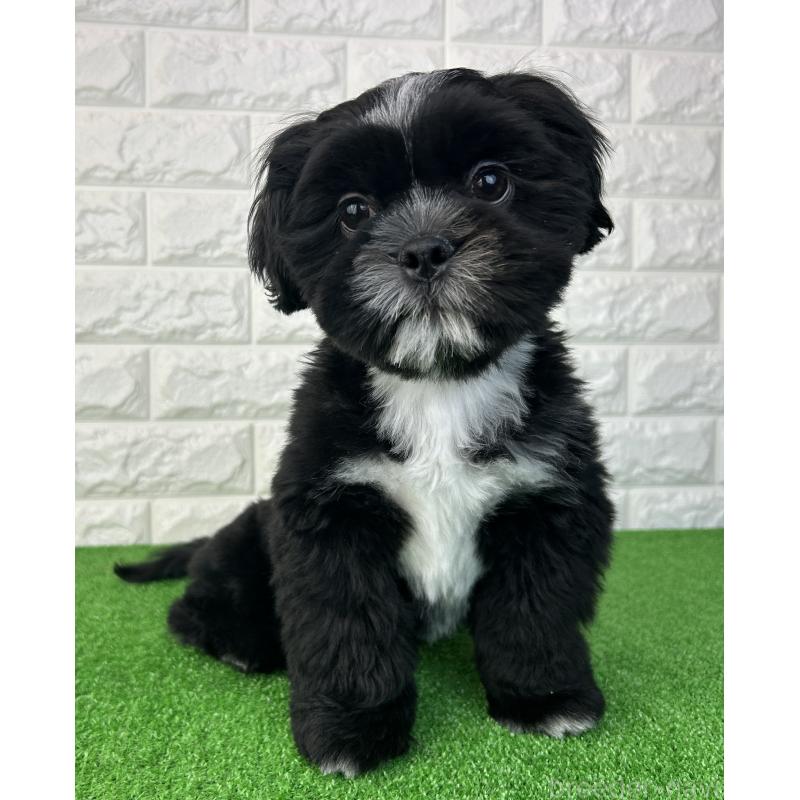 販売中の大阪府のシーズー-442438の2枚目