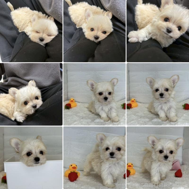 成約済の茨城県のチワマル:チワワ×マルチーズ-446650の23枚目