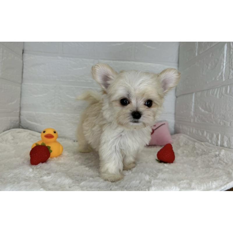 成約済の茨城県のチワマル:チワワ×マルチーズ-446650の22枚目