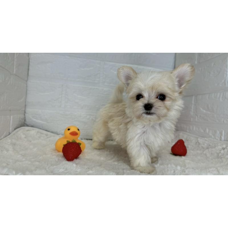 成約済の茨城県のチワマル:チワワ×マルチーズ-446650の21枚目