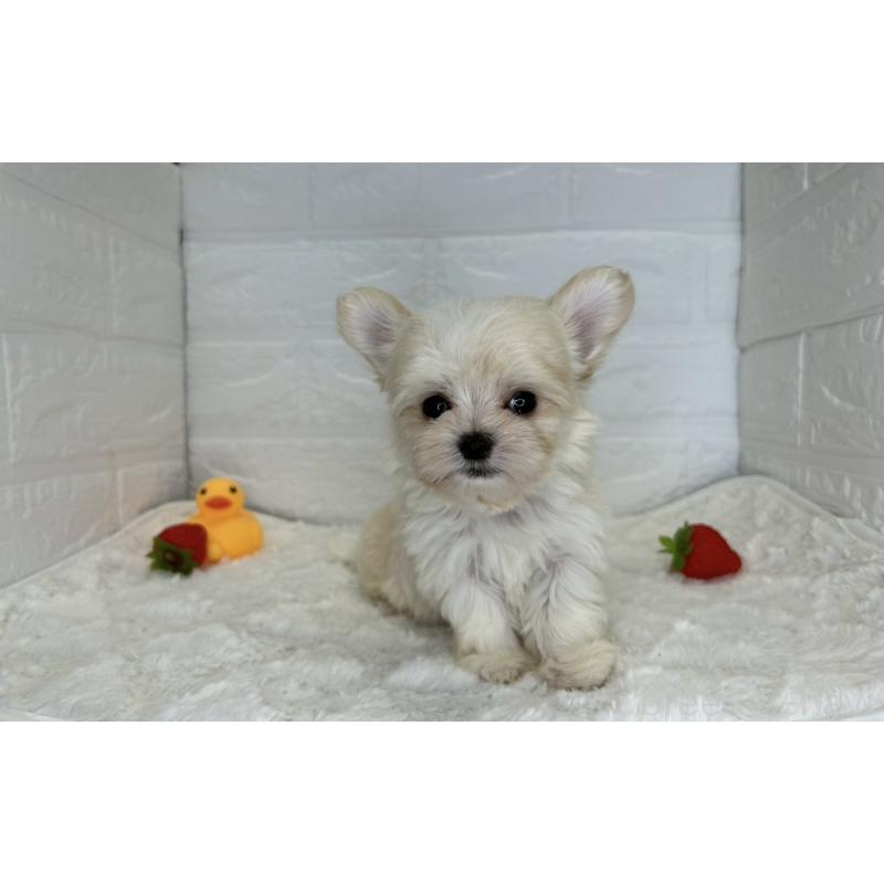 成約済の茨城県のチワマル:チワワ×マルチーズ-446650の20枚目