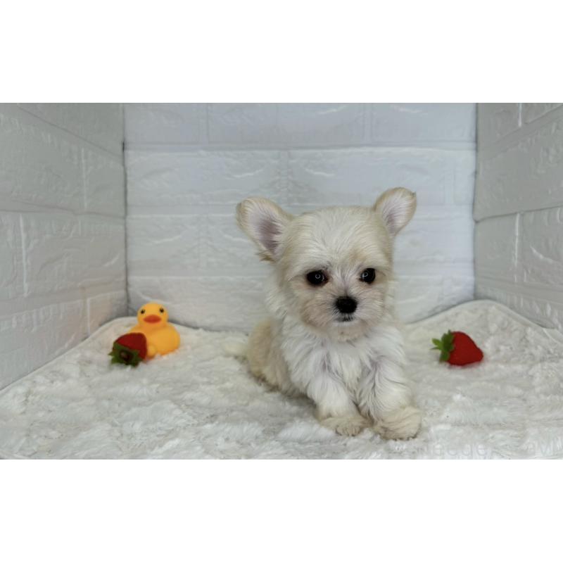 成約済の茨城県のチワマル:チワワ×マルチーズ-446650の19枚目