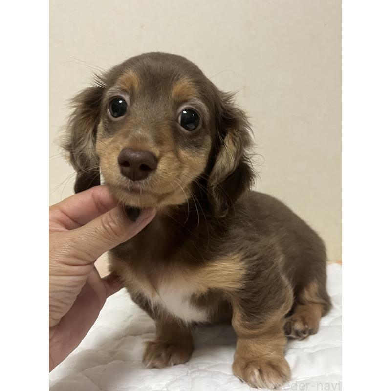 販売中の神奈川県のミックス犬-442143の3枚目