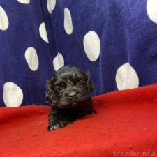 ♀︎アメリカンコッカースパニエル