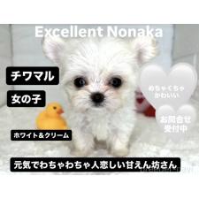 ♀︎チワマル:チワワ×マルチーズ