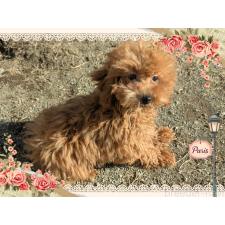 ♀︎ティーカッププードル