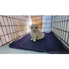 ♀︎ミックス犬