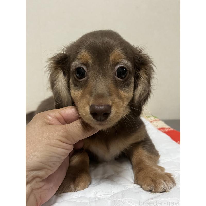 販売中の神奈川県のミックス犬-442143の2枚目