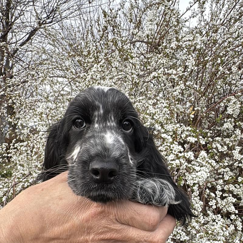 成約済の佐賀県のイングリッシュコッカースパニエル-445689の3枚目