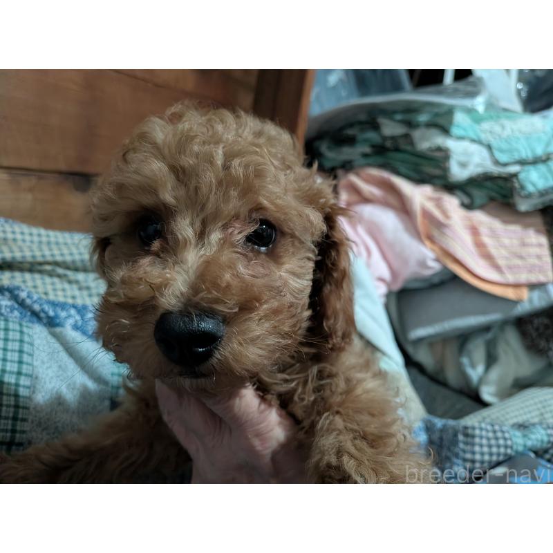 販売中の長野県のトイプードル-440956の2枚目