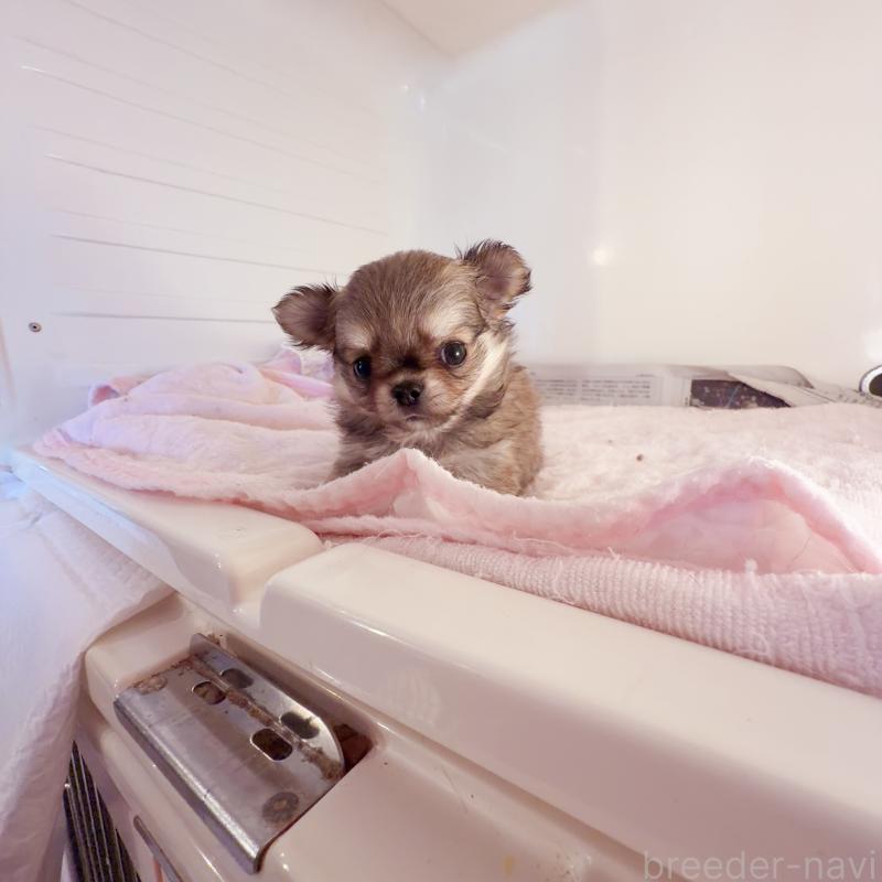 販売中の香川県のチワワ(ロングコート)-448625の3枚目