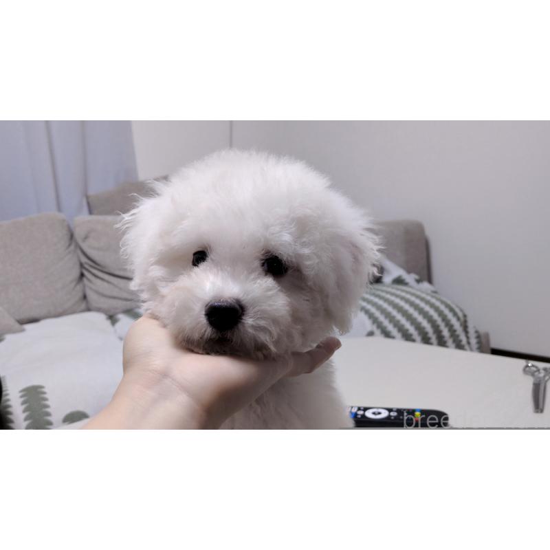 販売中の茨城県のビションフリーゼ-443942の6枚目