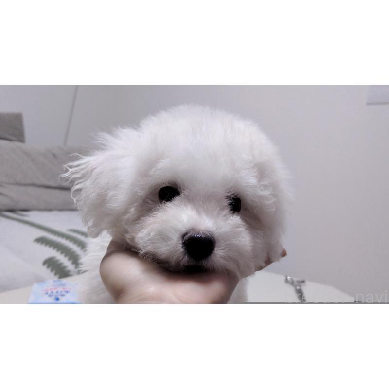 販売中の茨城県のビションフリーゼ-443942の5枚目