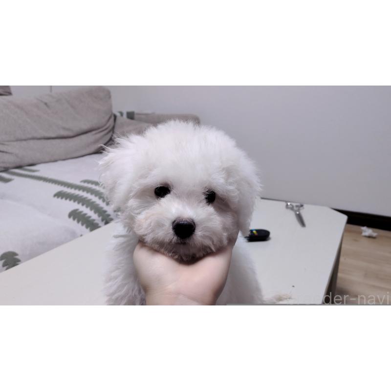 販売中の茨城県のビションフリーゼ-443942の4枚目