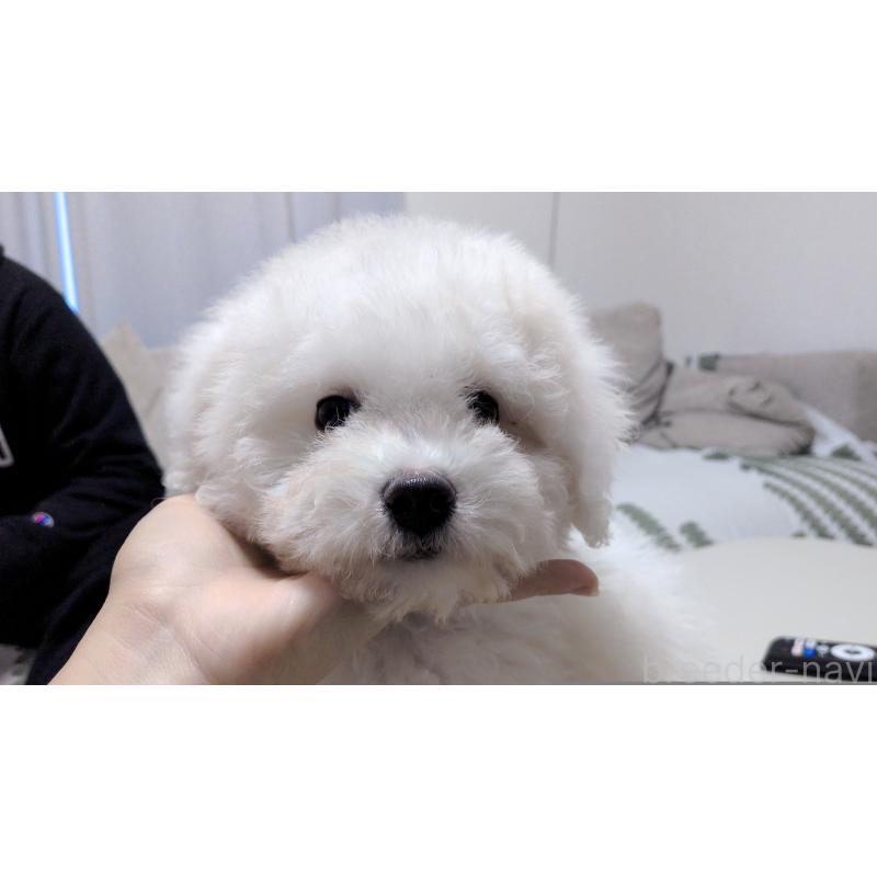 販売中の茨城県のビションフリーゼ-443942の3枚目