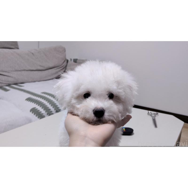 販売中の茨城県のビションフリーゼ-443942の2枚目