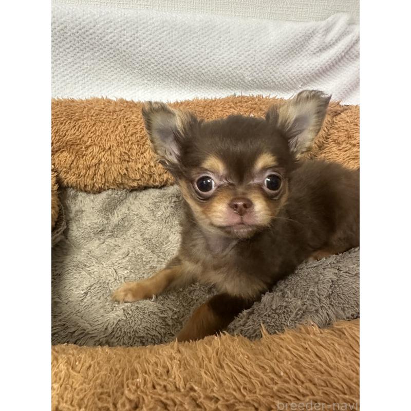 販売中の福岡県のチワワ(ロングコート)-441817の4枚目