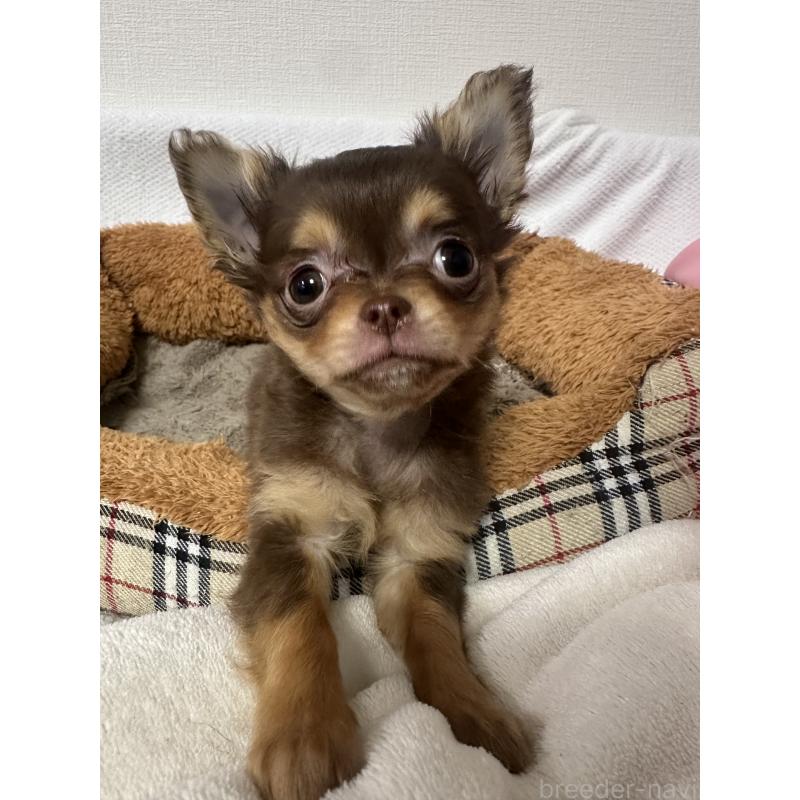 販売中の福岡県のチワワ(ロングコート)-441817の2枚目