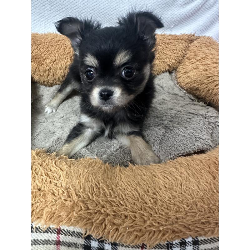 販売中の福岡県のチワワ(ロングコート)-446763の4枚目