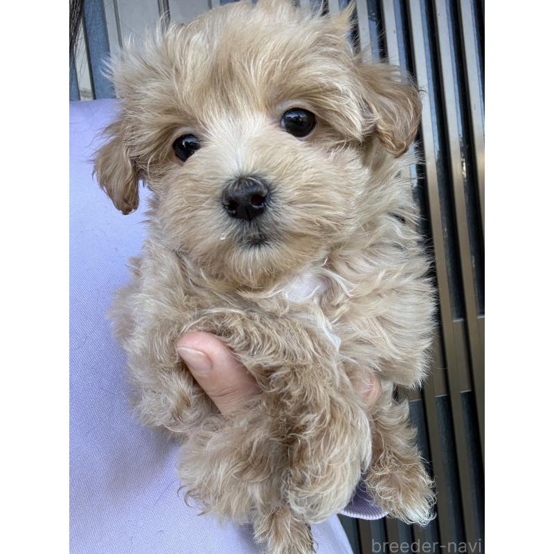 成約済の茨城県のマルプー:マルチーズ×トイプードル-446158の3枚目