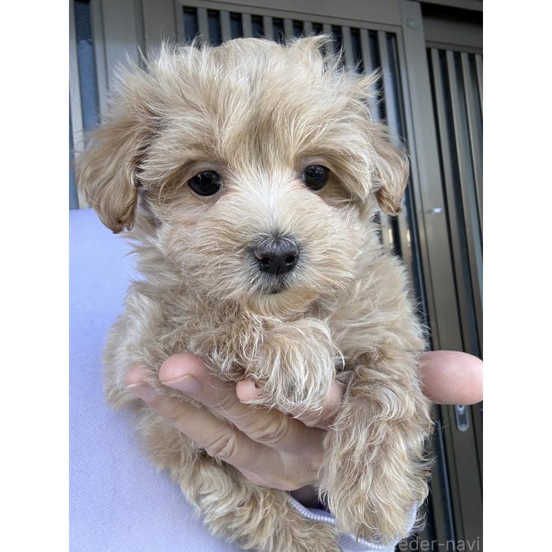 成約済の茨城県のマルプー:マルチーズ×トイプードル-446158の2枚目