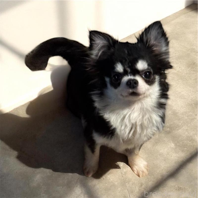 販売中の福井県のチワワ(ロングコート)-411916の2枚目