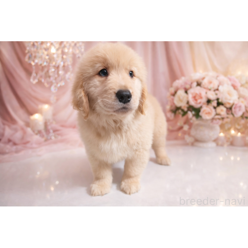 販売中の静岡県のゴールデンレトリーバー-443637の6枚目