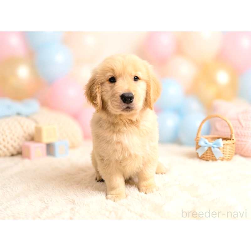 販売中の静岡県のゴールデンレトリーバー-443637の3枚目