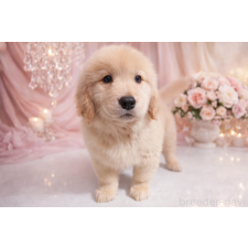 ♀︎ゴールデンレトリーバー