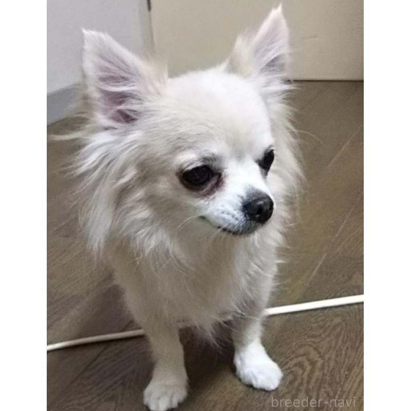 犬舎紹介の東京都の犬舎紹介-3140の4枚目