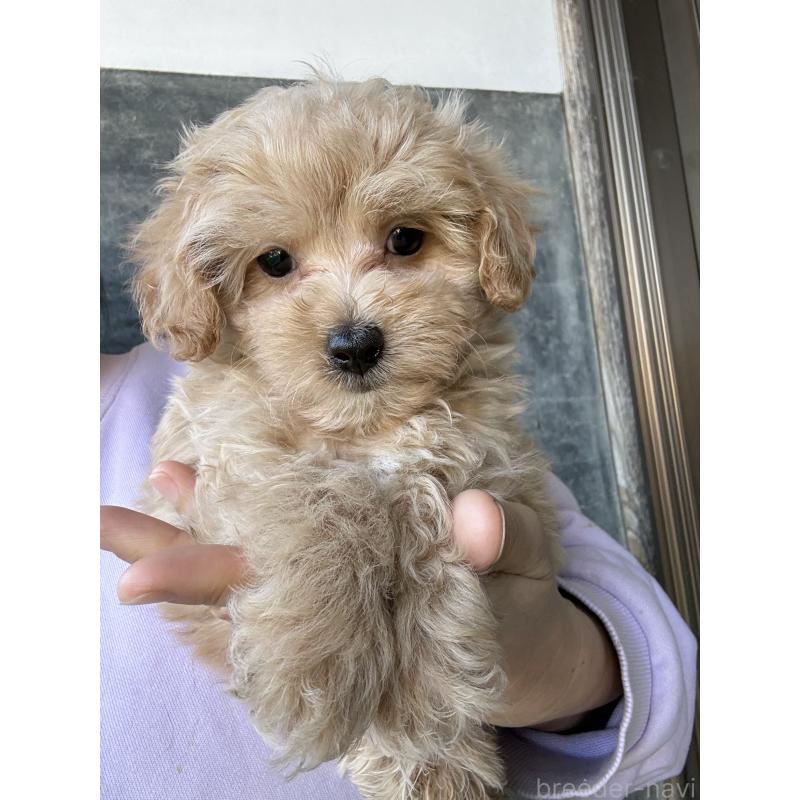 販売中の茨城県のマルプー:マルチーズ×トイプードル-446160の4枚目