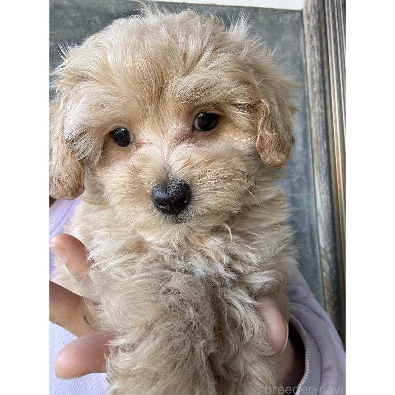 販売中の茨城県のマルプー:マルチーズ×トイプードル-446160の3枚目