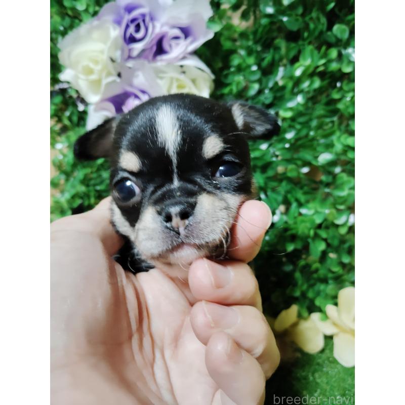 商談中の静岡県のチワワ(スムースコート)-447061の20枚目