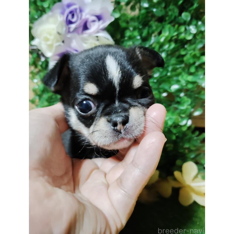 商談中の静岡県のチワワ(スムースコート)-447061の19枚目