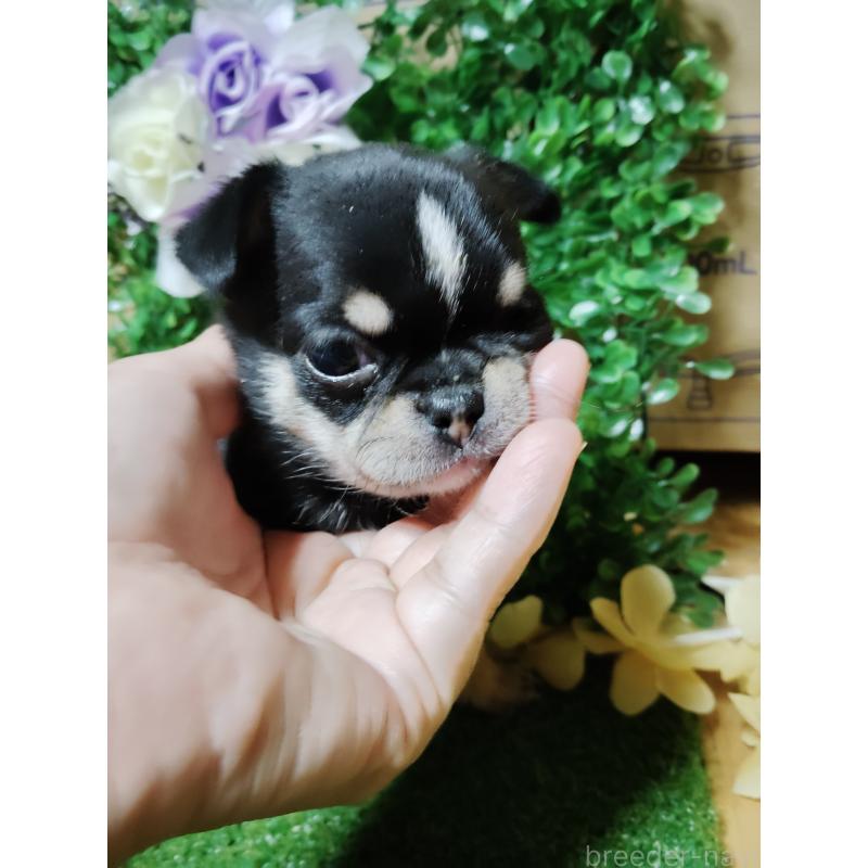 商談中の静岡県のチワワ(スムースコート)-447061の18枚目