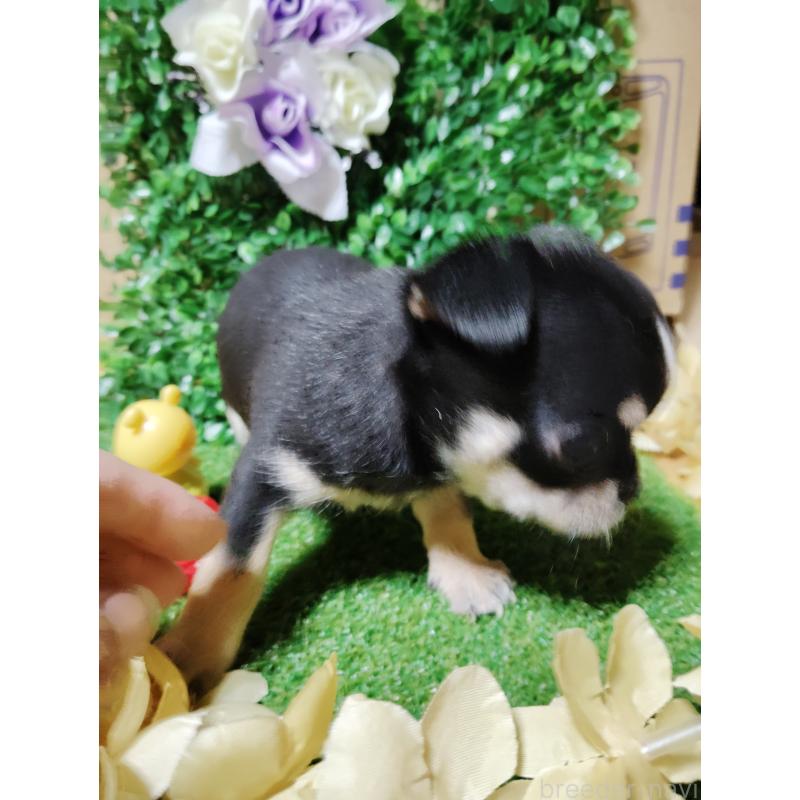 商談中の静岡県のチワワ(スムースコート)-447061の17枚目