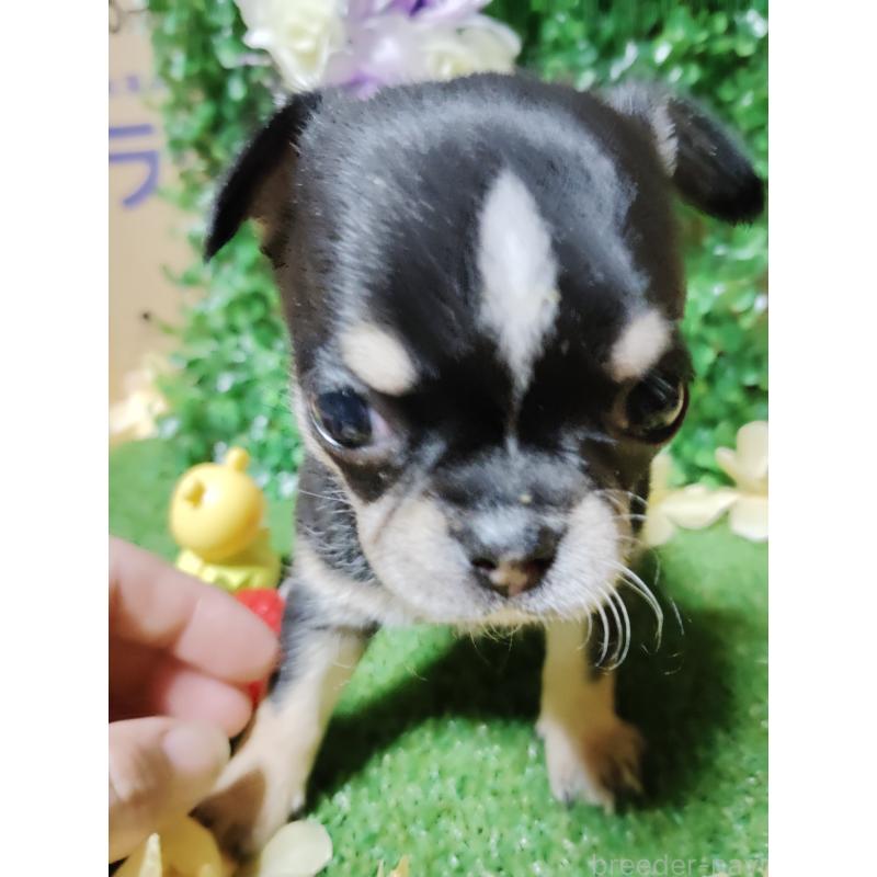 商談中の静岡県のチワワ(スムースコート)-447061の16枚目