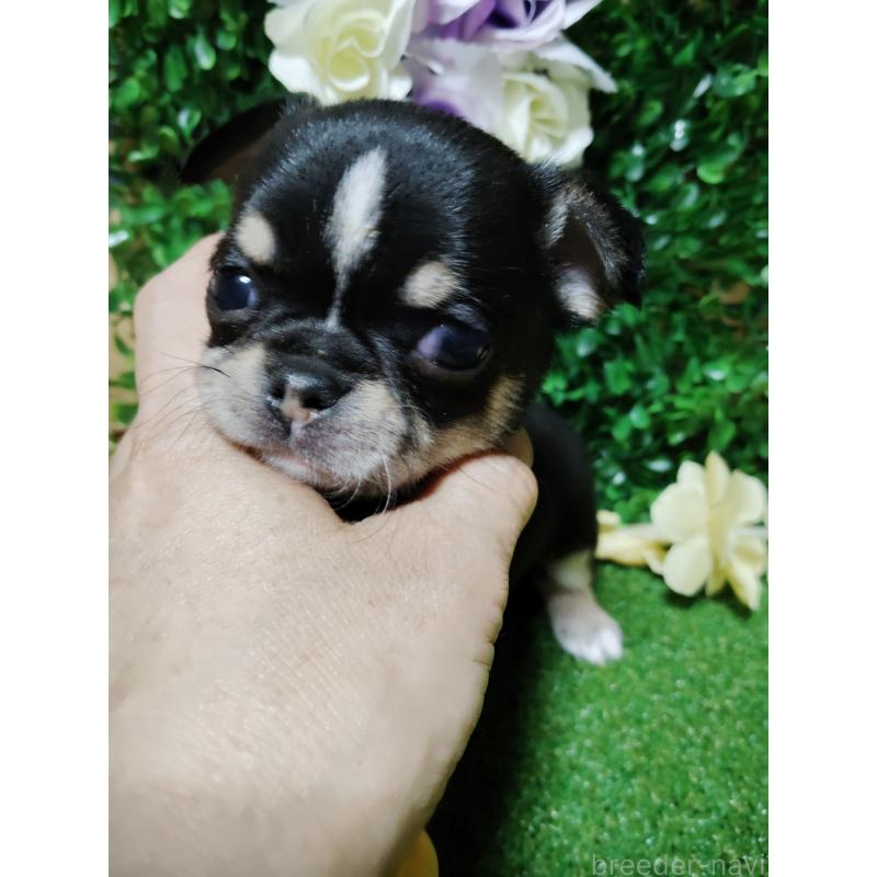 商談中の静岡県のチワワ(スムースコート)-447061の15枚目